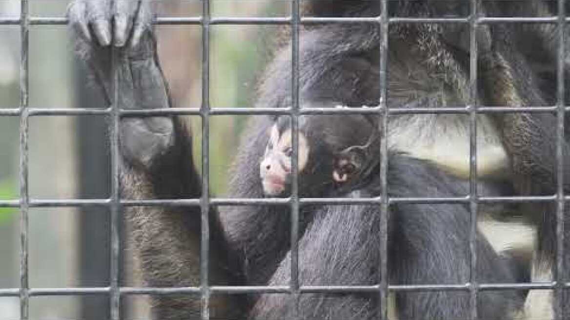 Meet the Newest Member of our Spider Monkey Troop!