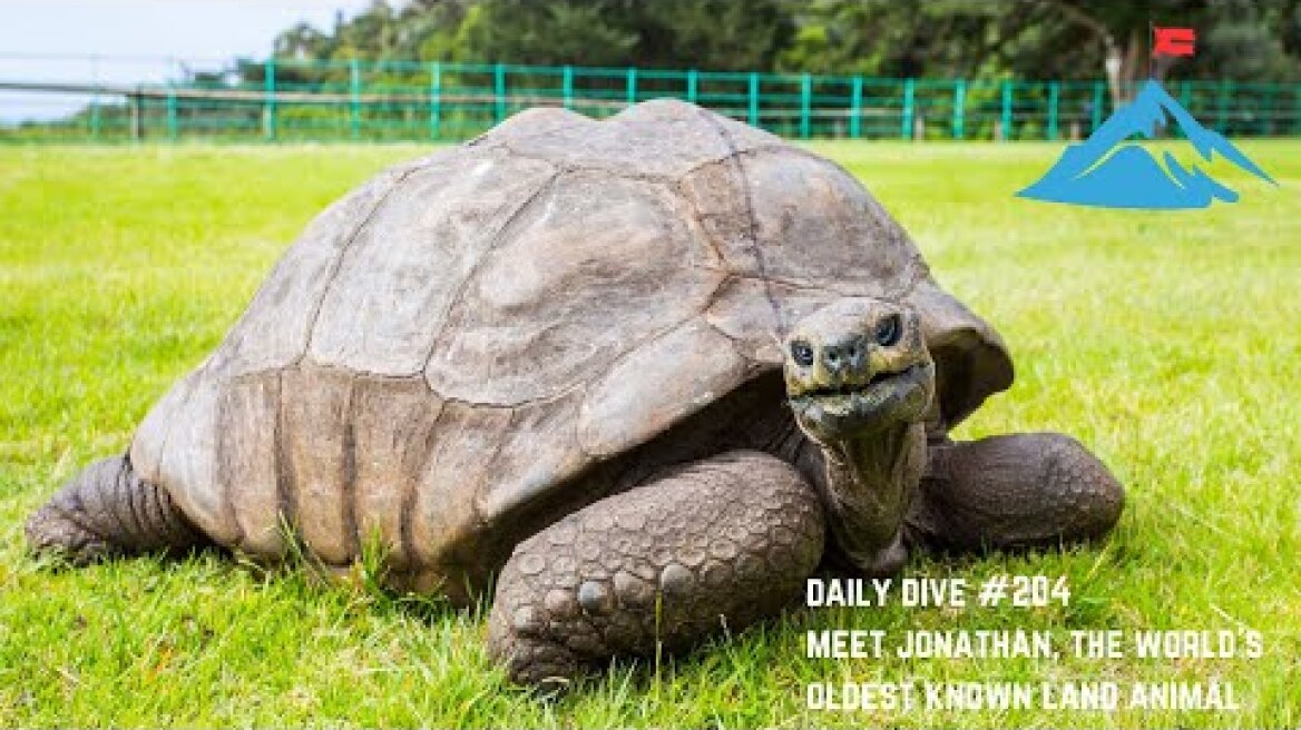 Daily Dive # 204 | Meet Jonathan, the World's Oldest Known Land Animal