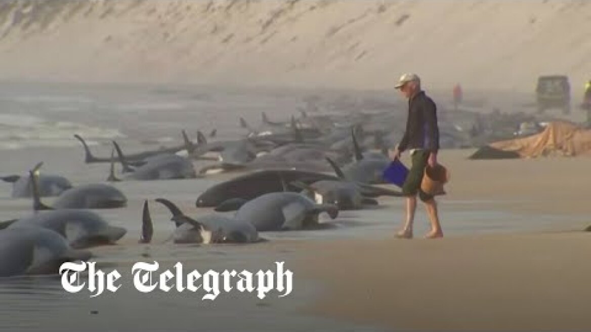 Hundreds of whales wash up on beach in Australia