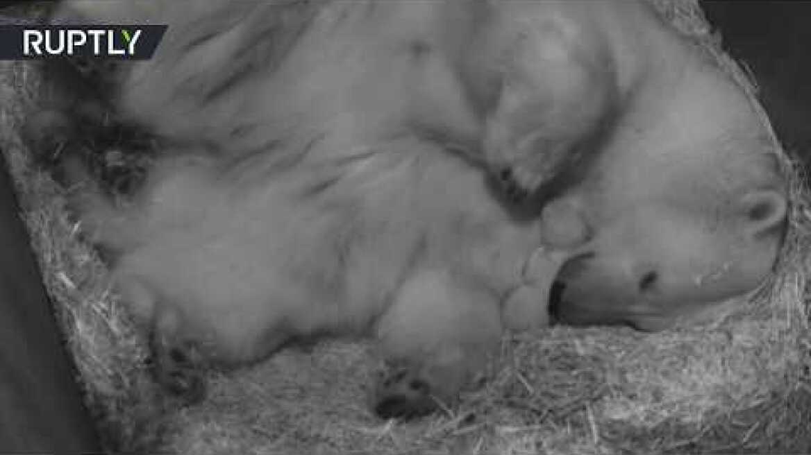 Γεννητούρια για πολική αρκούδα στο ζωολογικό κήπο της Βιέννης 