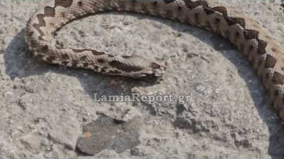 LamiaReport.gr: Οχιά στην πλατεία Πάρκου