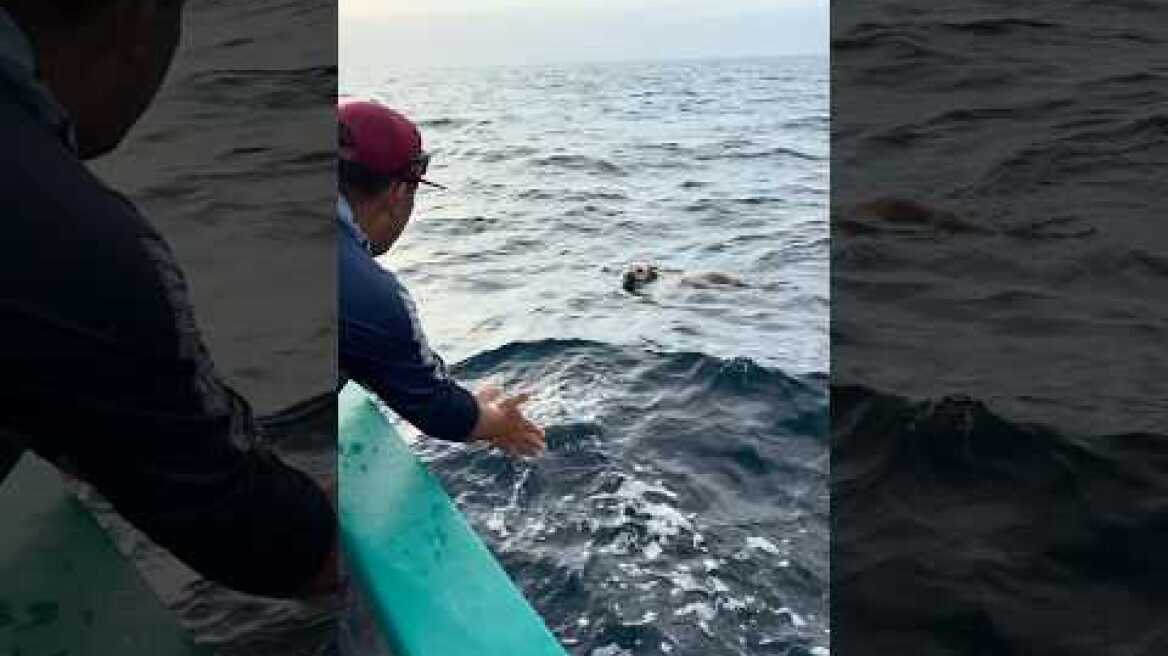🐕🌊 DOG RESCUED A MILE OFFSHORE IN CEDROS ISLAND! 🎣❤️