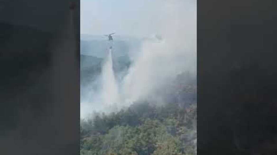 πυρκαγιά στη Δαδιά Σουφλίου Έβρου (1)