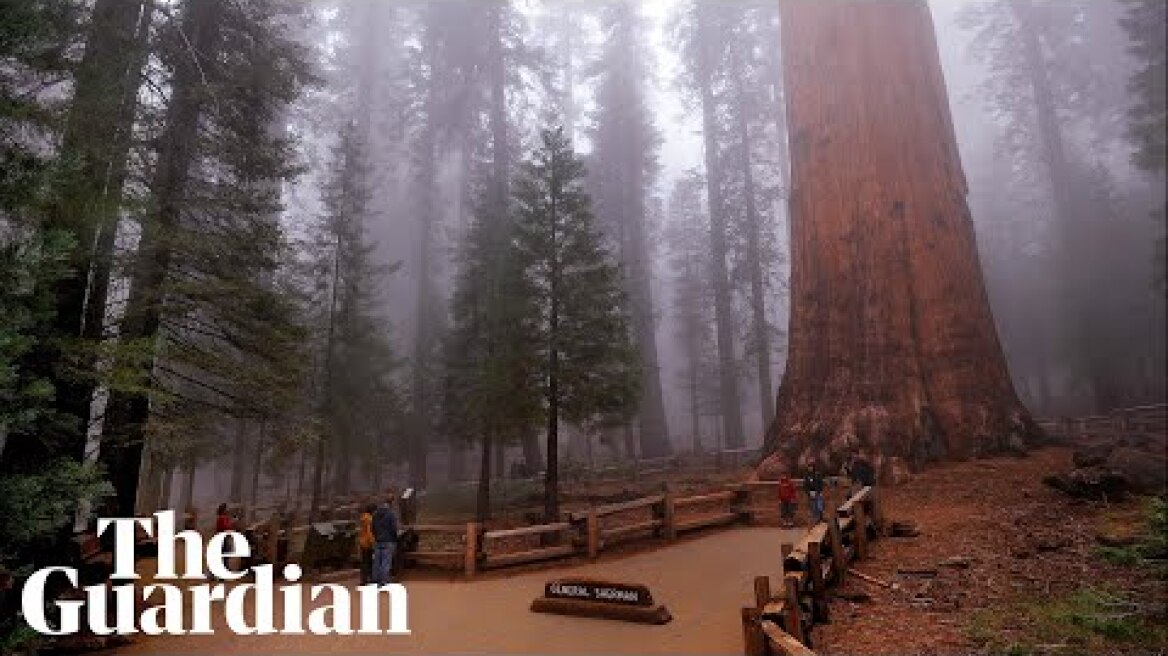 Wildfires in California threaten world's biggest tree