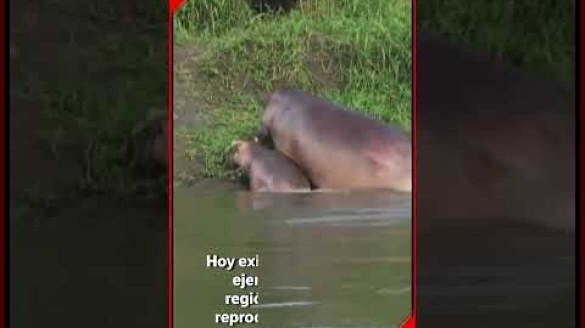 Auto colisionó contra hipopótamo en Puerto Triunfo, Antioquia | El Espectador