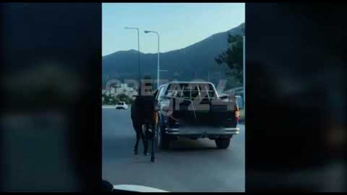 Οδηγός έδεσε άλογο με σχοινί και το έσερνε με αγροτικό (video) 2 Έσερνε άλογο με το αγροτικό