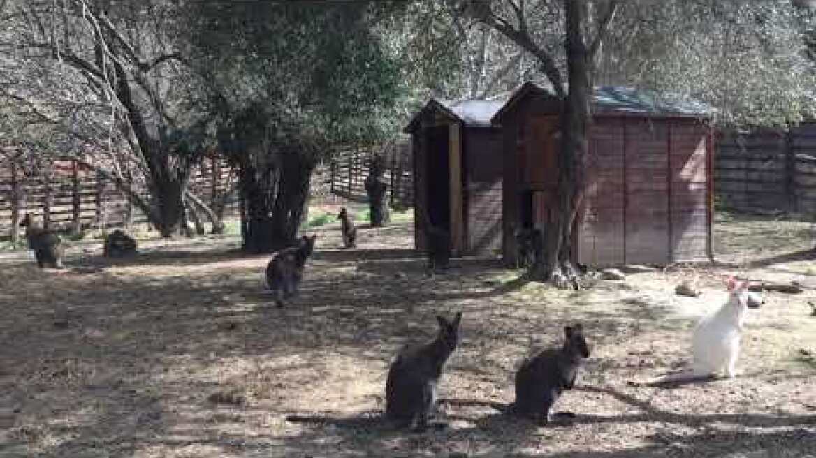 Σπάνιο λευκό καγκουρό σε φάρμα στα Κιούρκα