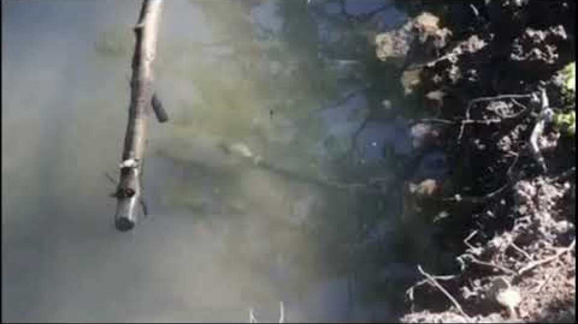 Εντοπισμός φυτείας δενδρυλλίων κάνναβης σε δασώδη περιοχή του Δήμου Λίμνης Πλαστήρα