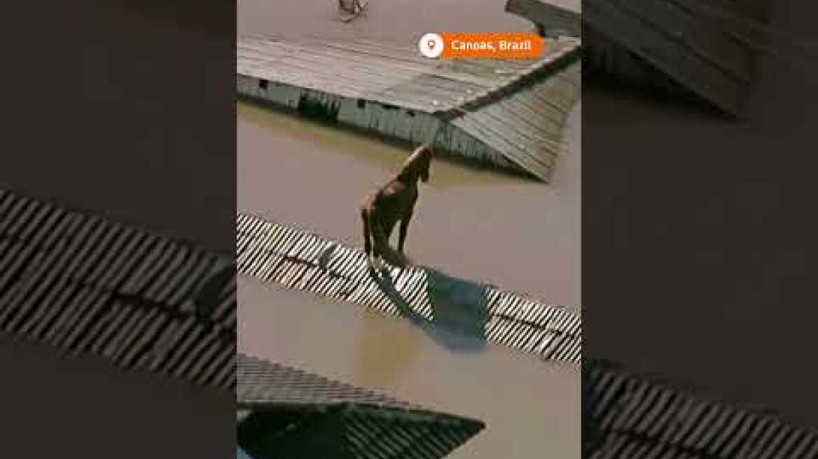 Horse stranded on rooftop in flooded Brazil