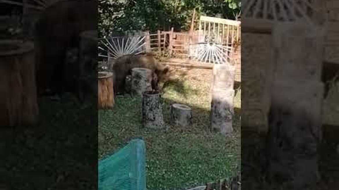 Αρκούδα στην... αυλή στο Περιβόλι