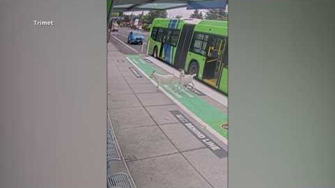 Two loose pygmy goats hop aboard a Portland bus before disappearing