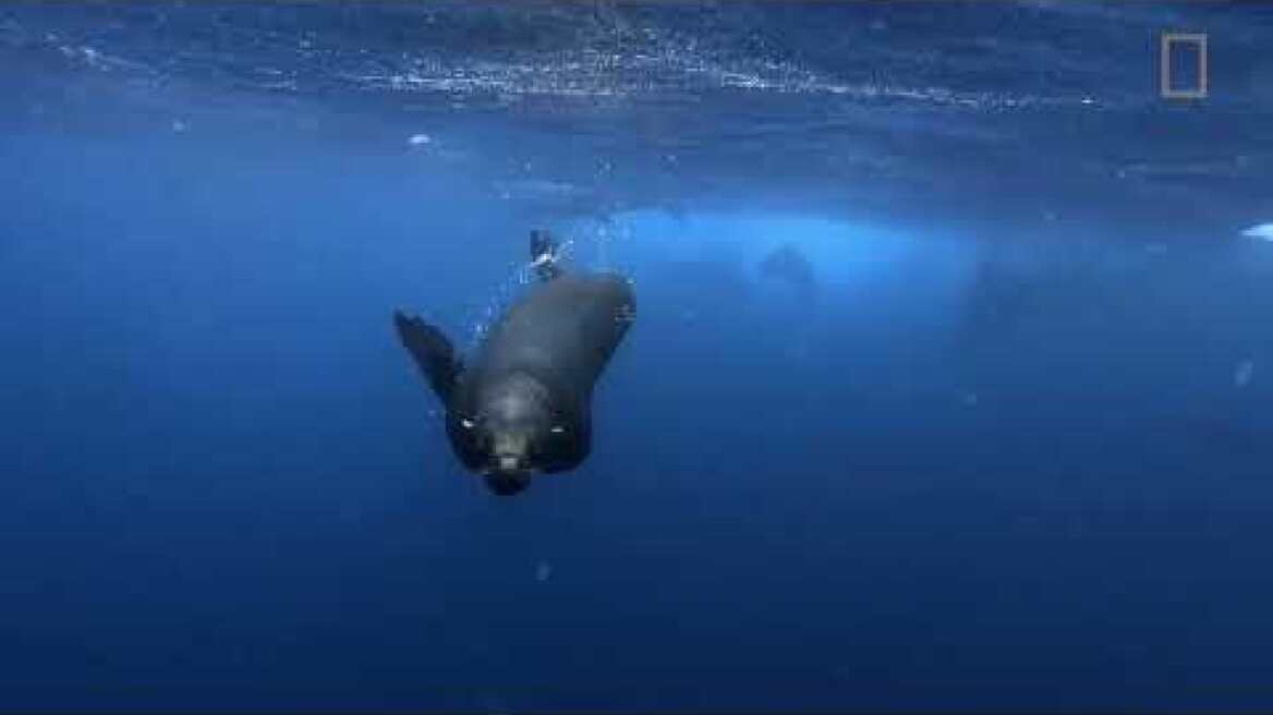 Our Ocean Film Festival