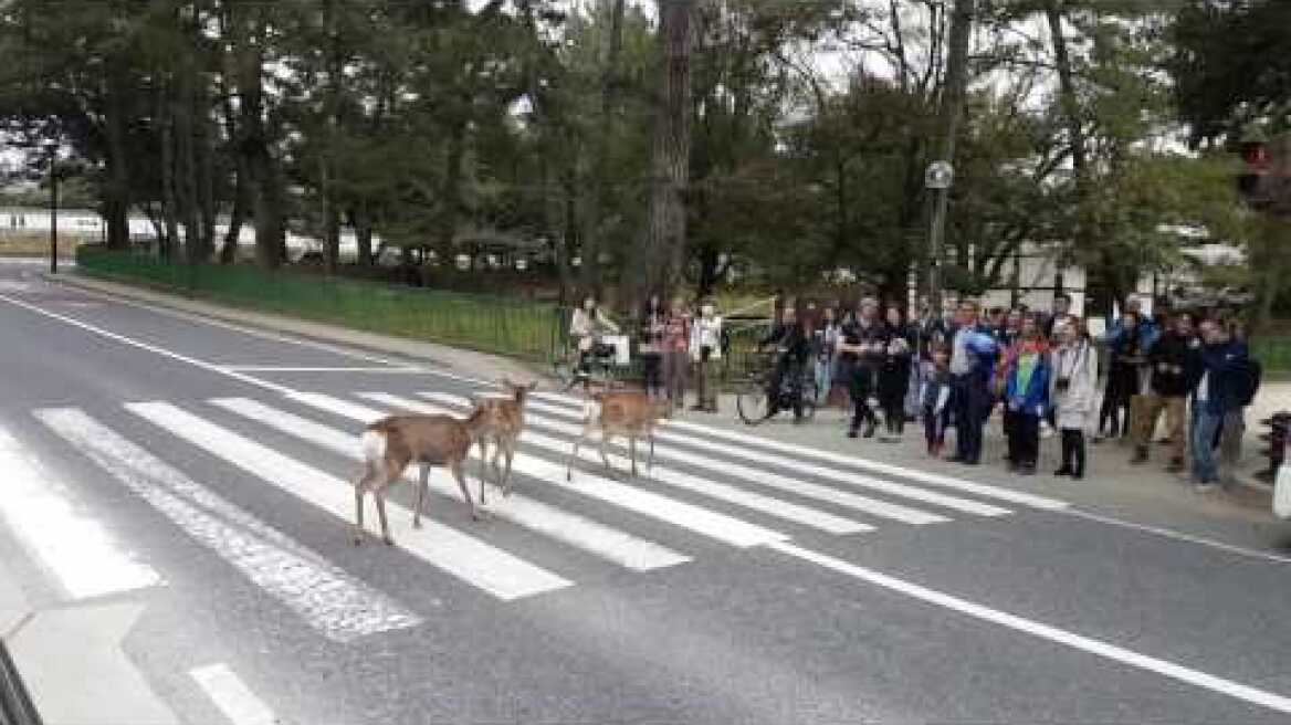 Wild deers walking across the road, Nara National Park, Japan