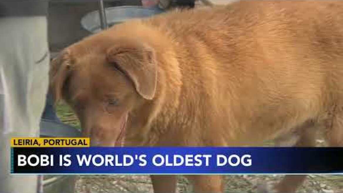 Meet Bobi, the oldest living dog in the world from southern Portugal