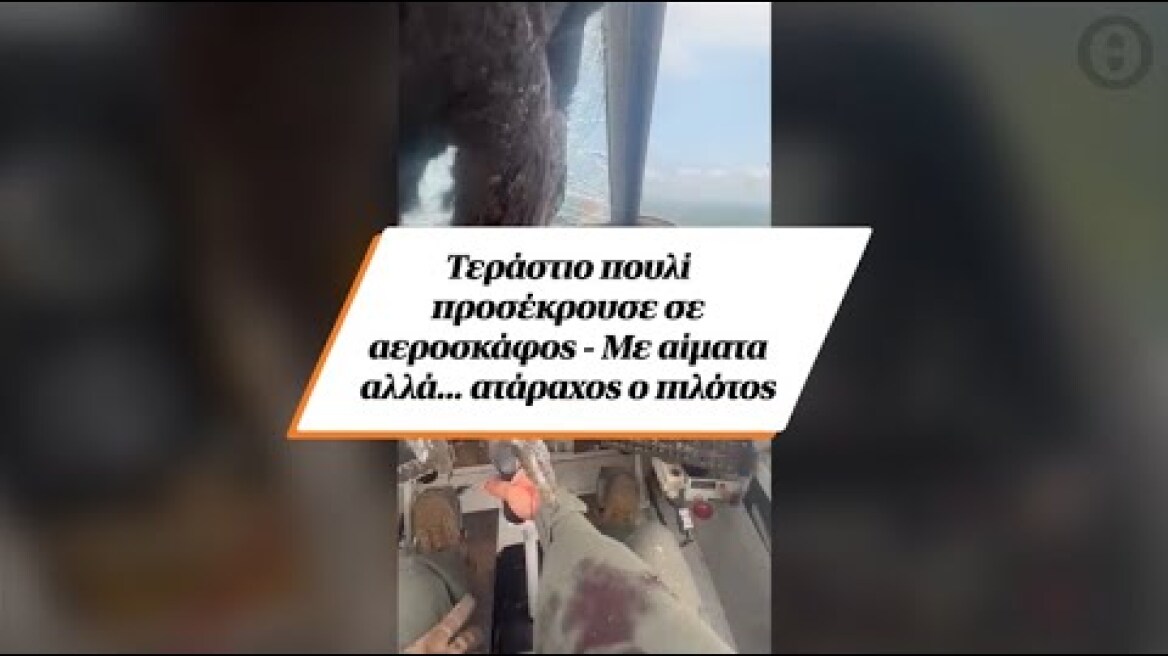 Τεράστιο πουλί προσέκρουσε σε αεροσκάφος - Με αίματα αλλά... ατάραχος ο πιλότος