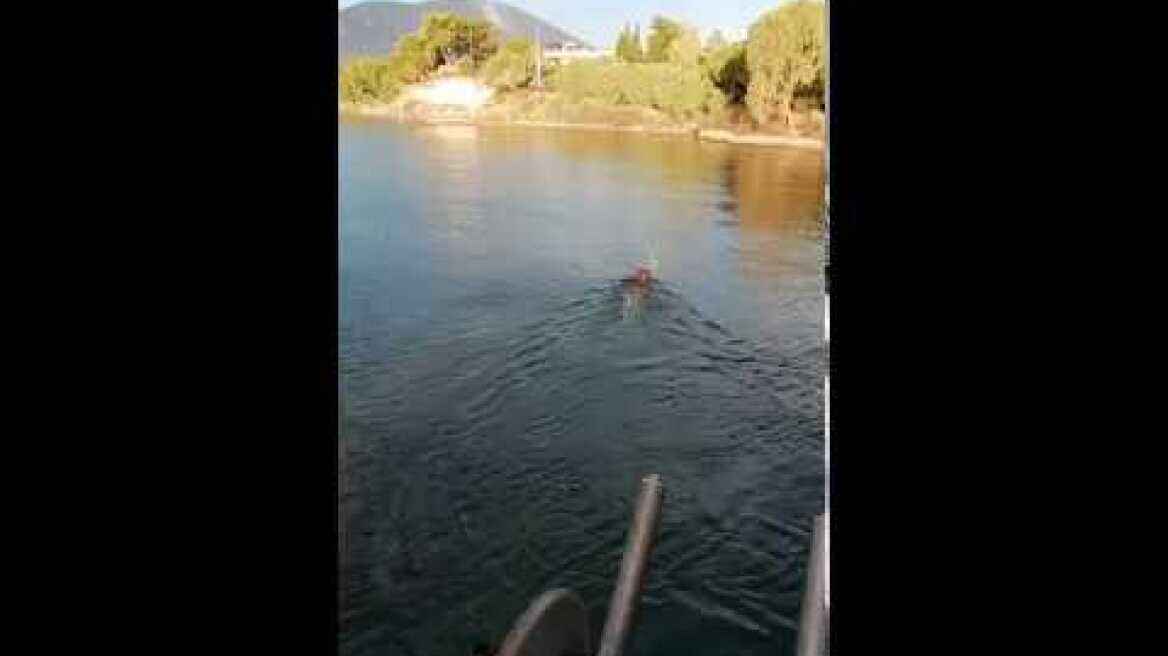 ΜΠΟΥΡΝΩΝΤΑΣ ΔΡΟΣΙΑΣ: Ψάρεψε ελάφι στη θάλασσα και το απευλευθέρωσε στη στεριά