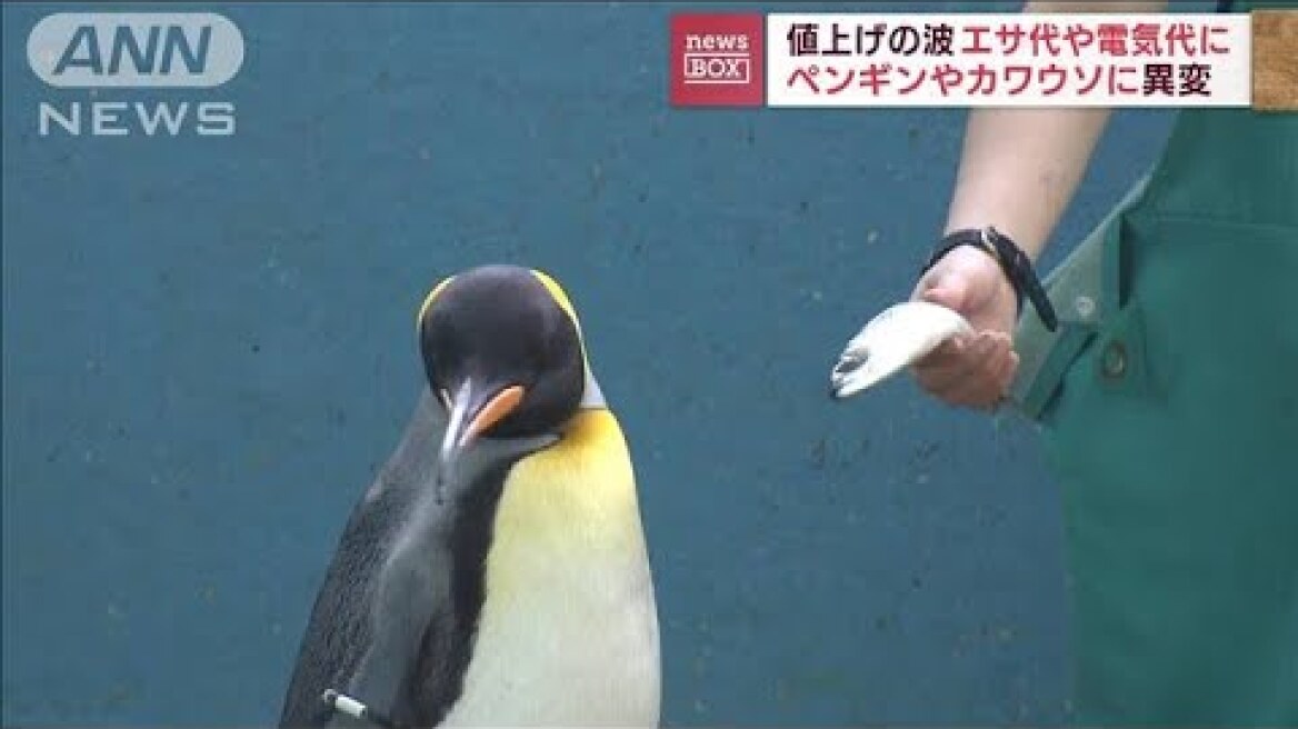 物価高で水族館のペンギンに異変「アジがいい」エサ代替品のサバには目もくれず(2022年7月4日)