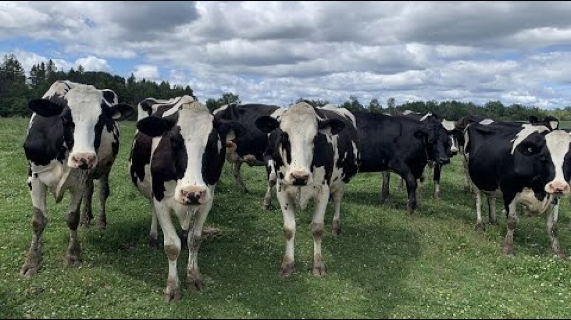 Des vaches en cavale en Mauricie