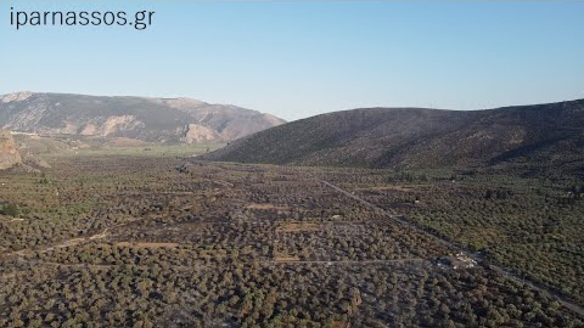 Ανείπωτη καταστροφή στον Παραδοσιακό Ελαιώνα της Άμφισσας