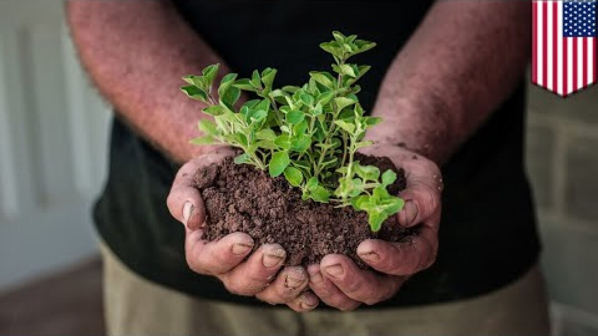 Washington state passes bill to allow human composting - TomoNews