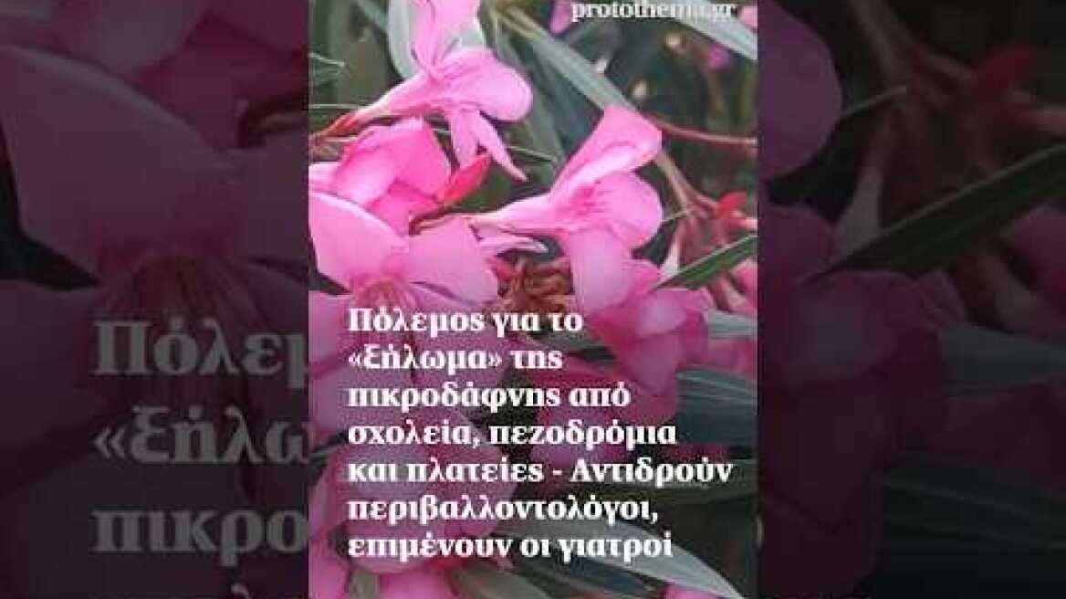 Πόλεμος για το «ξήλωμα» της πικροδάφνης από σχολεία, πεζοδρόμια και πλατείες