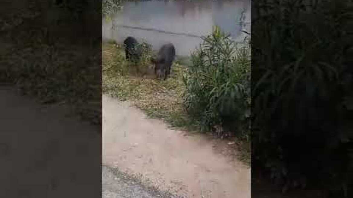 Αγριογούρουνα κάνουν βόλτες στον αστικό ιστό της Θεσσαλονίκης