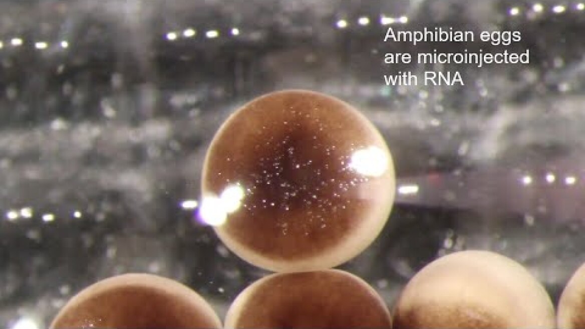 Scientists Create the Next Generation of Living Robots