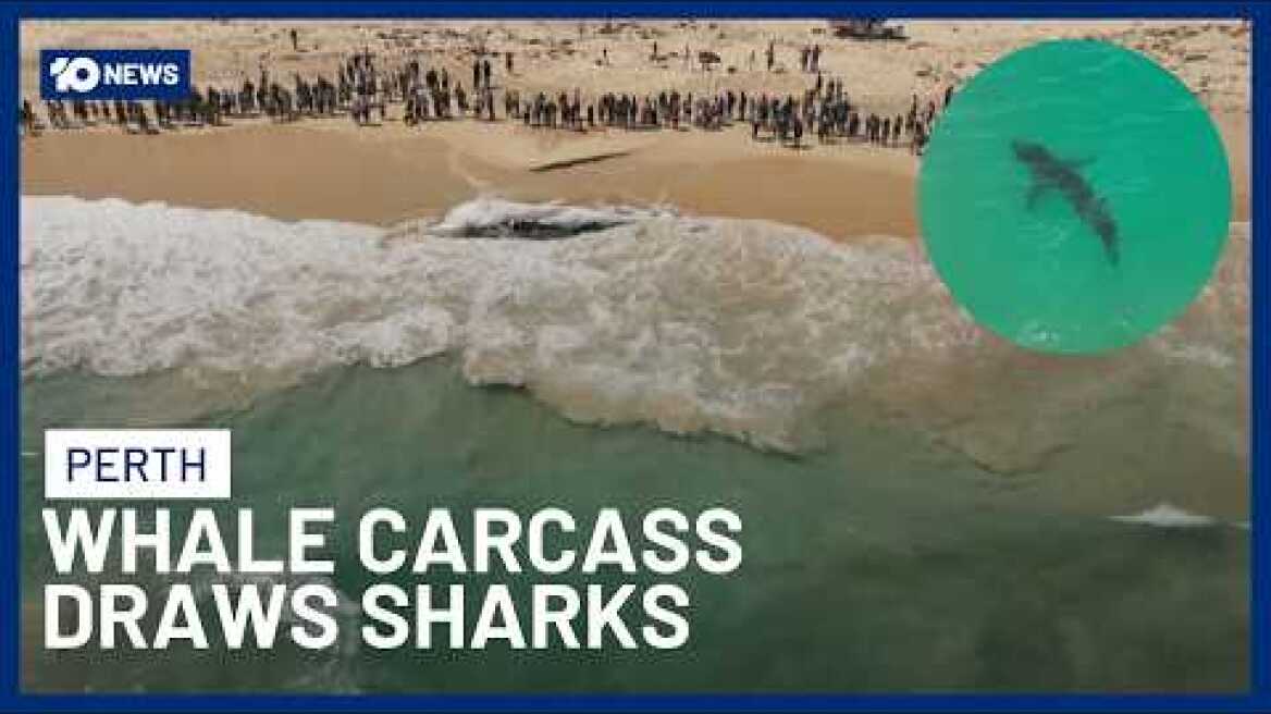 Perth Beach Closed As Sharks Circle Washed-Up Whale Carcass | 10 News