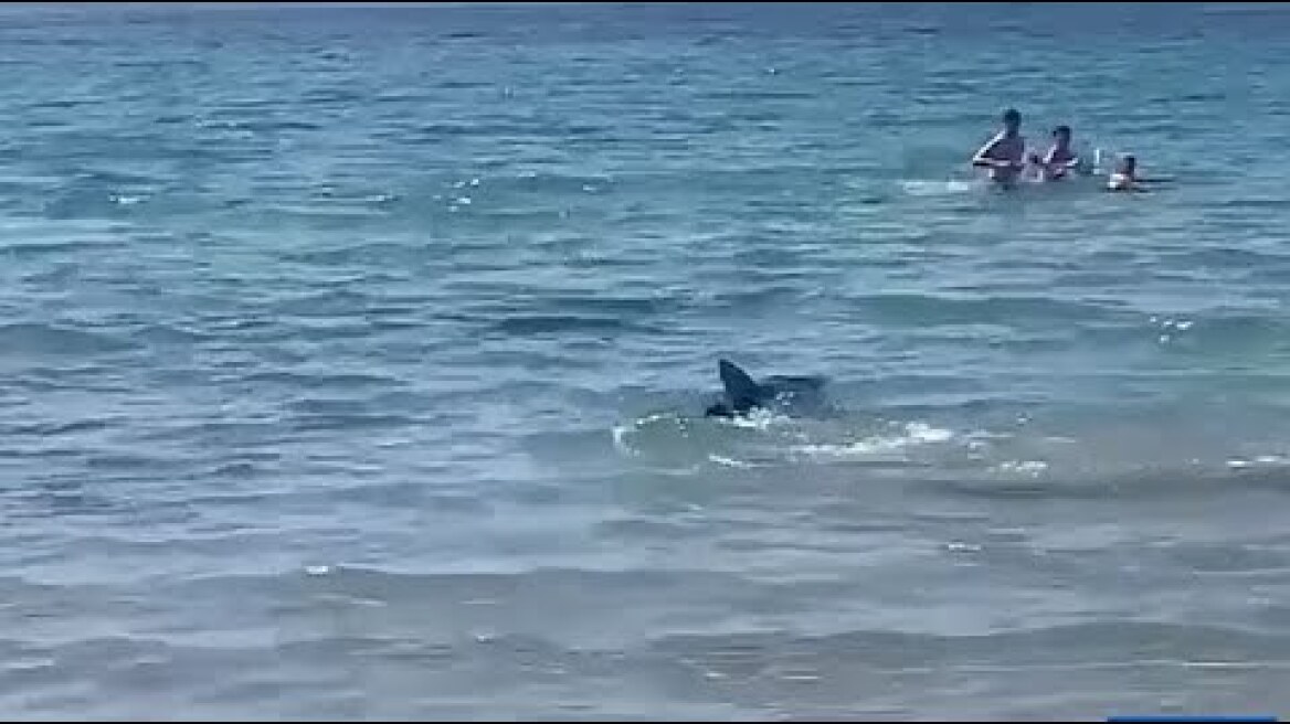 Dramatic moment shark causes panic on Alicante beach and bathers try to run to safety in waist-high