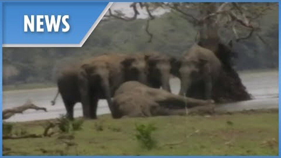 Elephant herd gather to pay final respects to dead leader