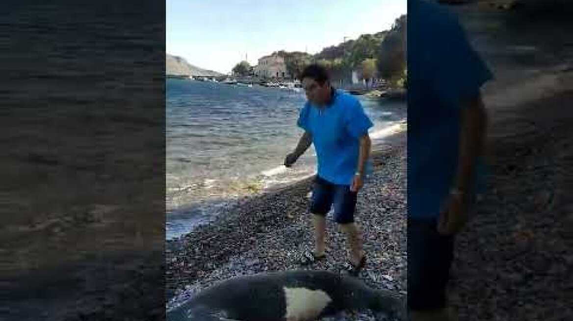 Τις πρώτες βοήθειες έλαβε χτυπημένη και ταλαιπωρημένη φώκια