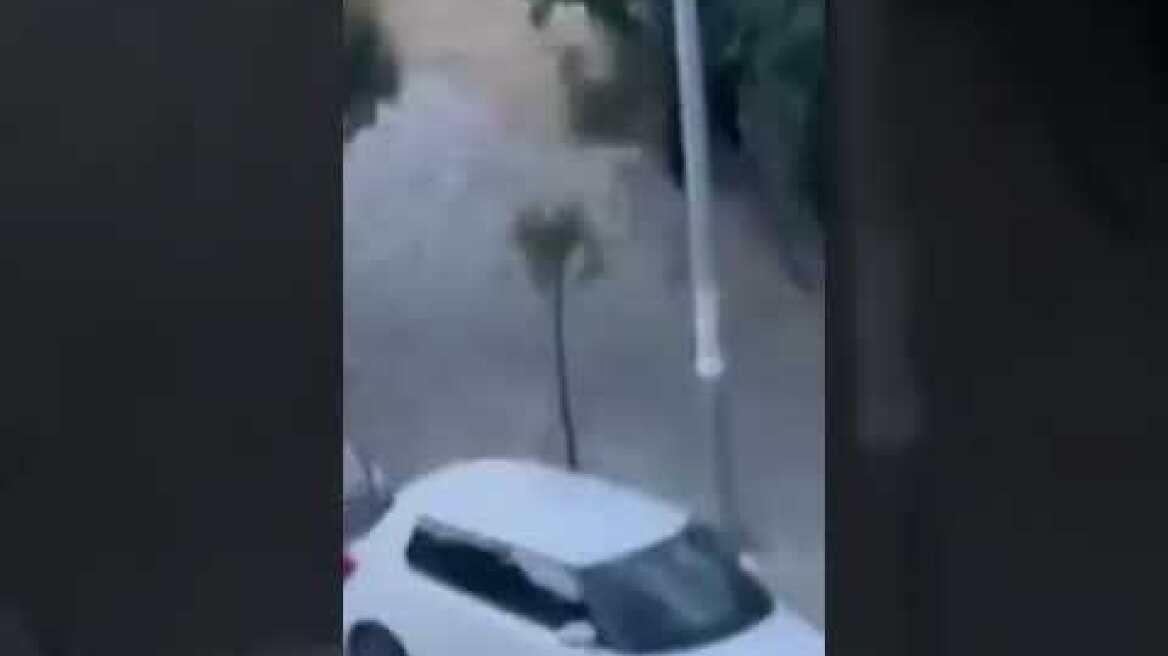 Θεσσαλονίκη: Αγριογούρουνο κάνει... βόλτες απέναντι από σπίτια (1)