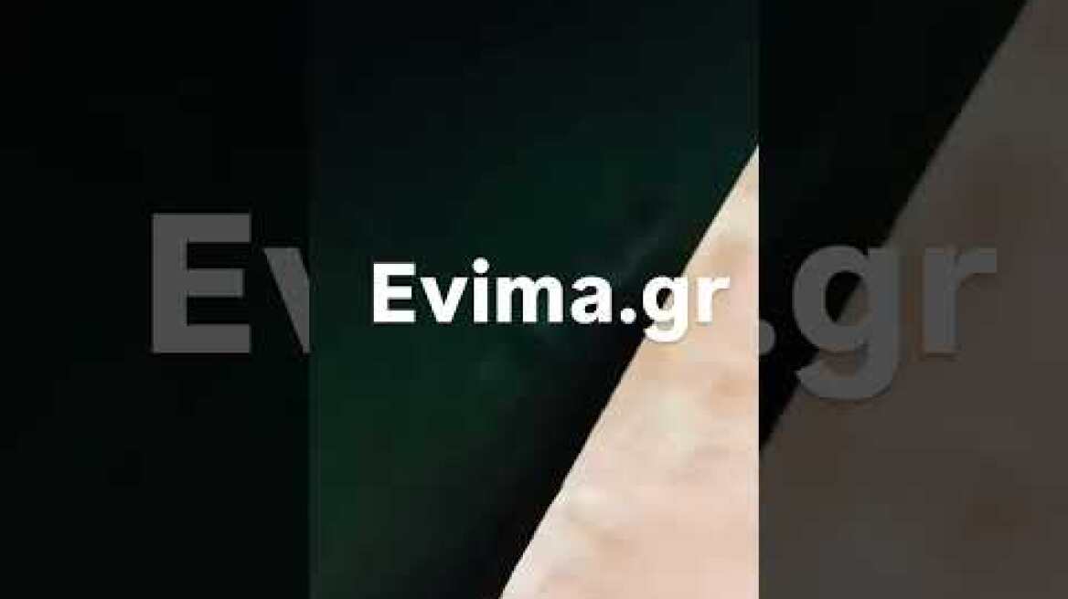 Δύο φώκιες σε λιμάνι της Εύβοιας