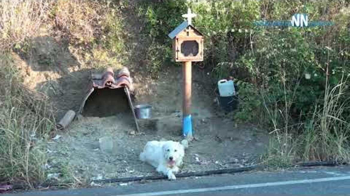 ‘Greek Hachiko’-Ναυπακτία: Ο σκύλος βρήκε στέγη δίπλα στο εικόνισμα  για το  αφεντικό του.Βίντεο
