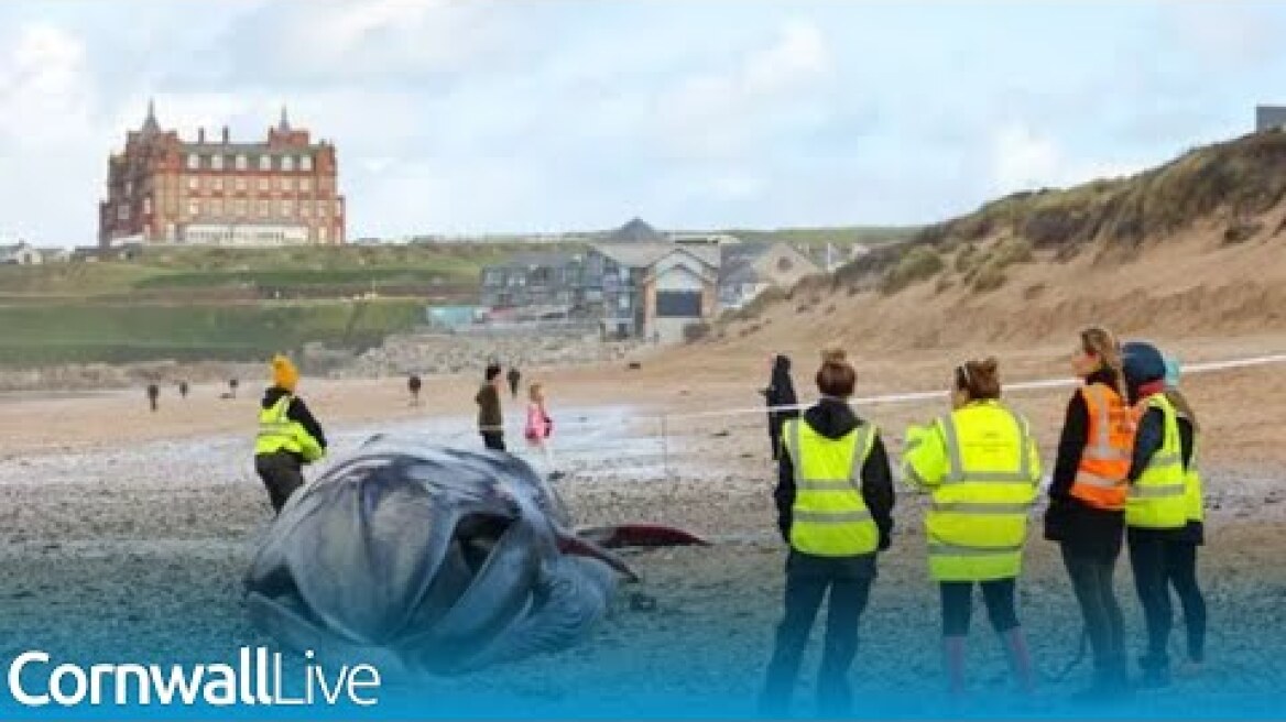 Huge dead whale washes up on Cornwall beach