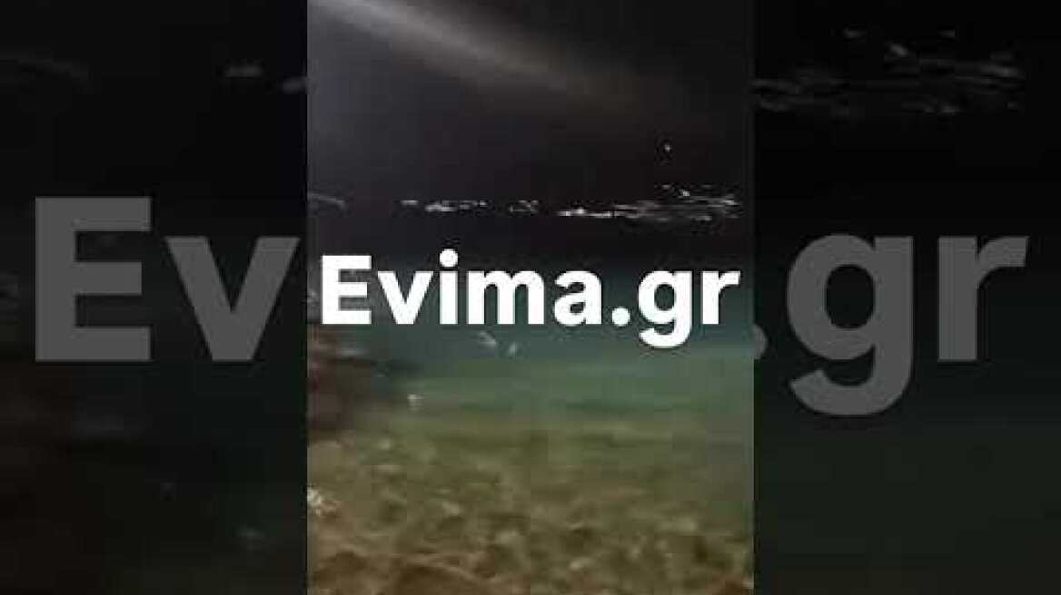 Τα ψάρια στον Αλμυροπόταμο της Εύβοιας ξεπηδούσαν από το νερό προς τη στεριά