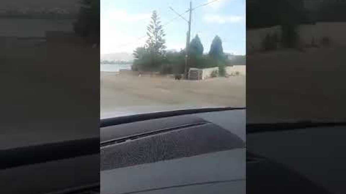 Αγριογούρουνο έκανε βόλτα «μέσα» στη Χαλκίδα