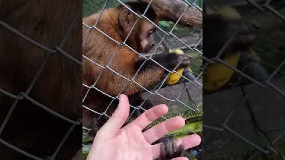 Από τη ζούγκλα του Αμαζονίου στα εξωτικά κατοικίδια της Αθήνας (4)