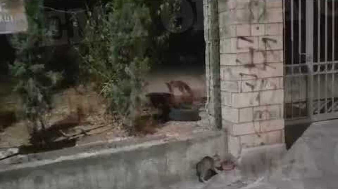 Αλεπούδες κατέβηκαν στο Χίλτον