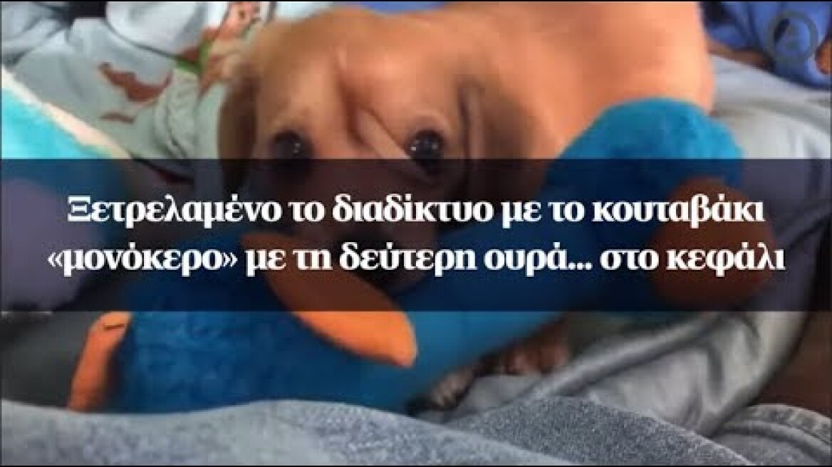 Ξετρελαμένο το διαδίκτυο με το κουταβάκι «μονόκερο» με τη δεύτερη ουρά... στο κεφάλι