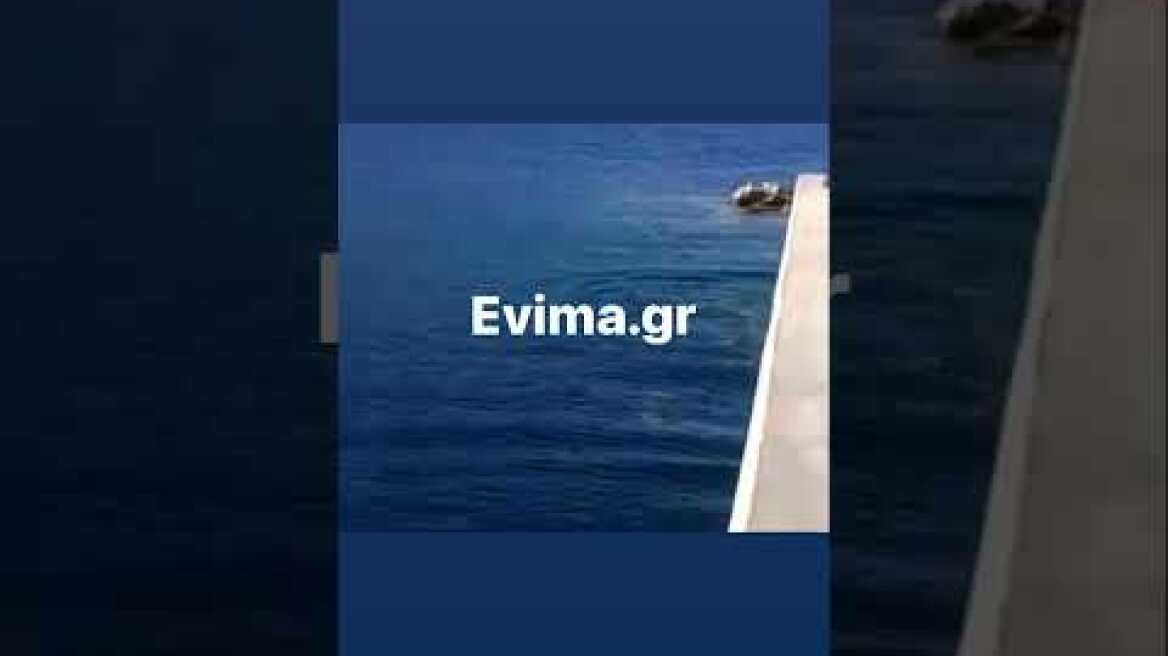 Εύβοια: Φώκια στο Μαντούδι