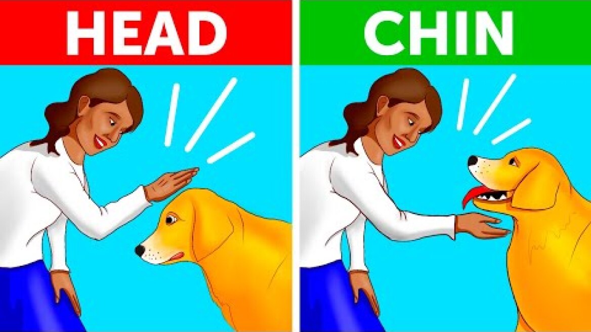 How to Approach a Dog the Right and Safe Way