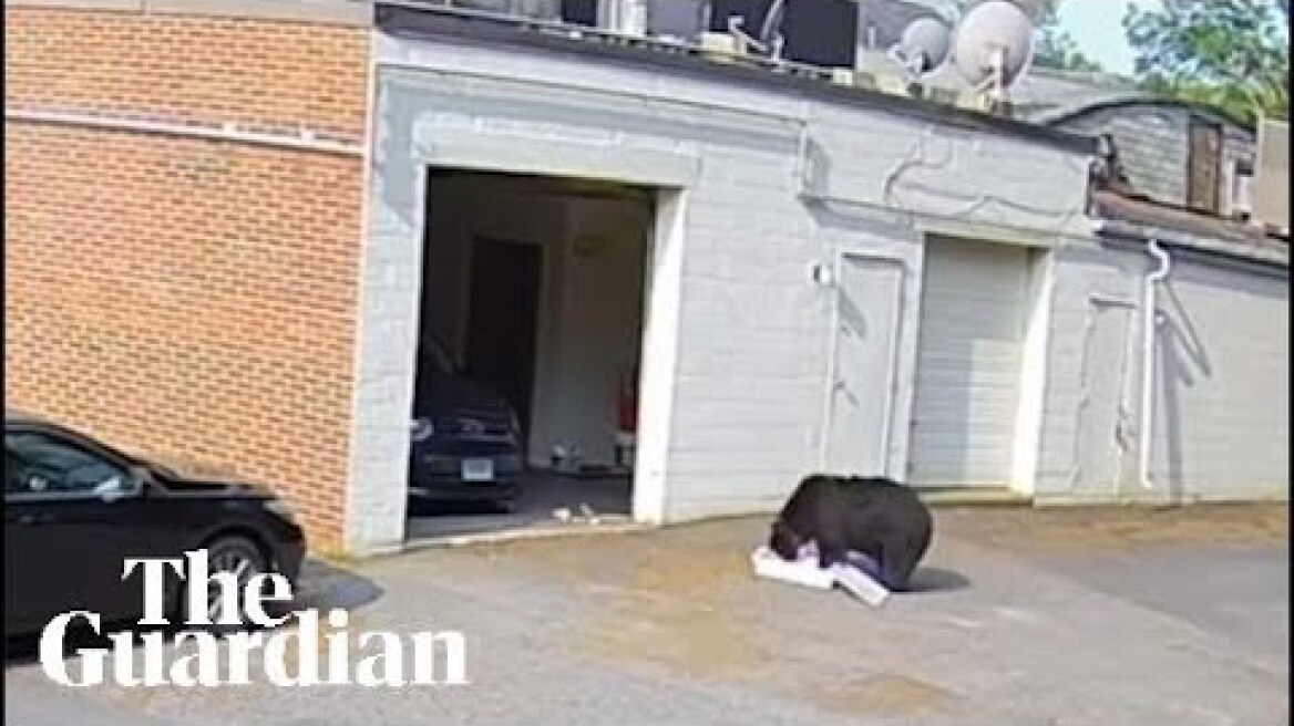 CCTV shows black bear taking 60 cupcakes from Connecticut bakery