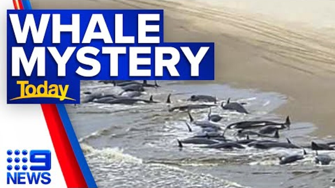 More than 200 pilot whales found stranded on Tasmania’s west coast | 9 News Australia