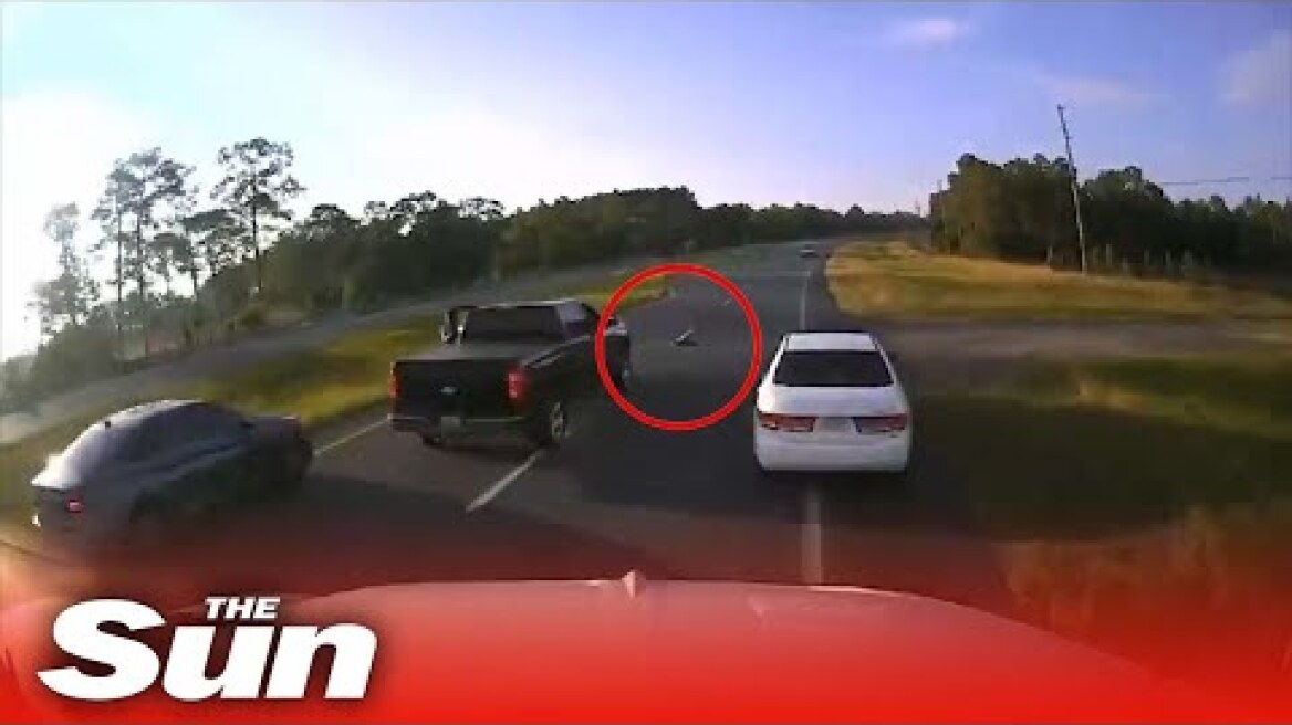 Turtle causes traffic jam leading to crash on Florida highway