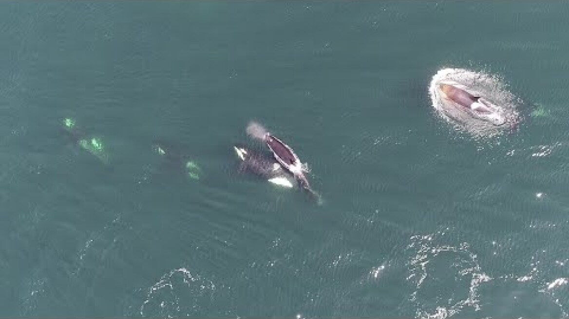 Complex social lives of orcas revealed by drone observations