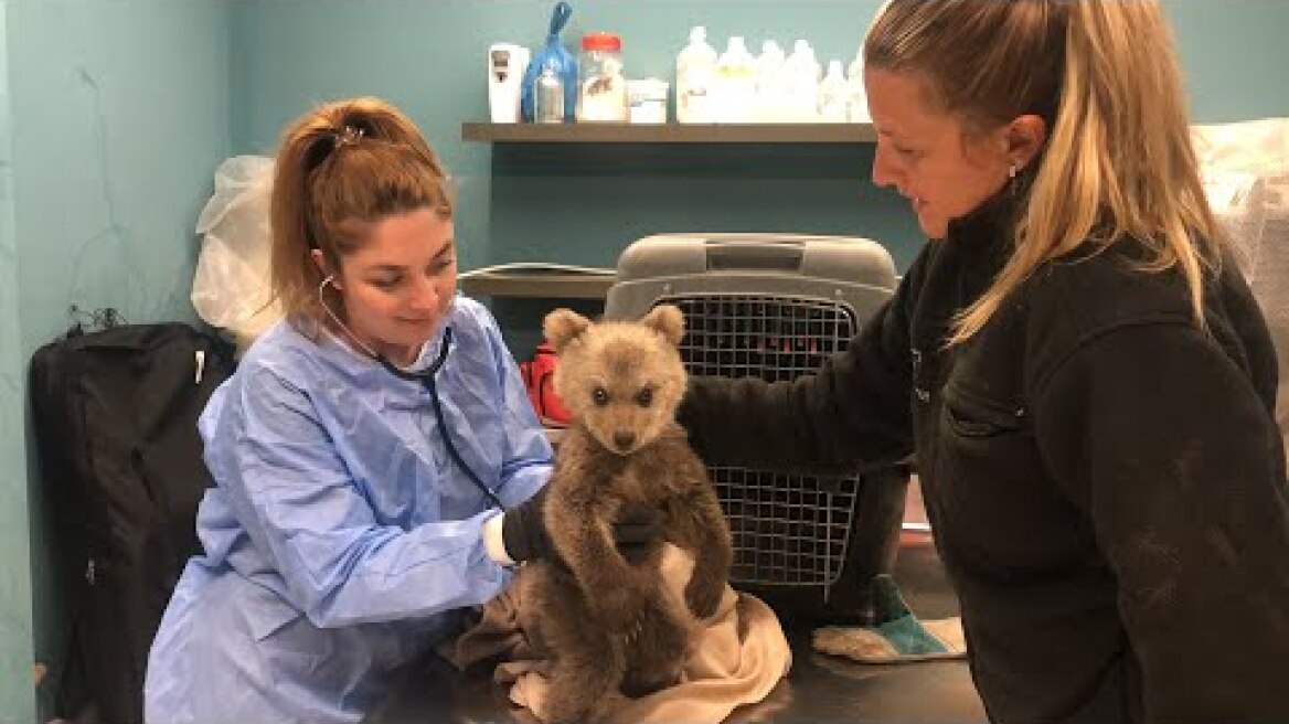 Θωμάς ο… Survivor!