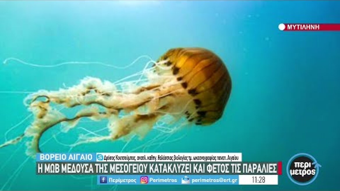 Η μωβ μέδουσα της Μεσογείου κατακλύζει και φέτος τις παραλίες | 26/05/2022 | ΕΡΤ