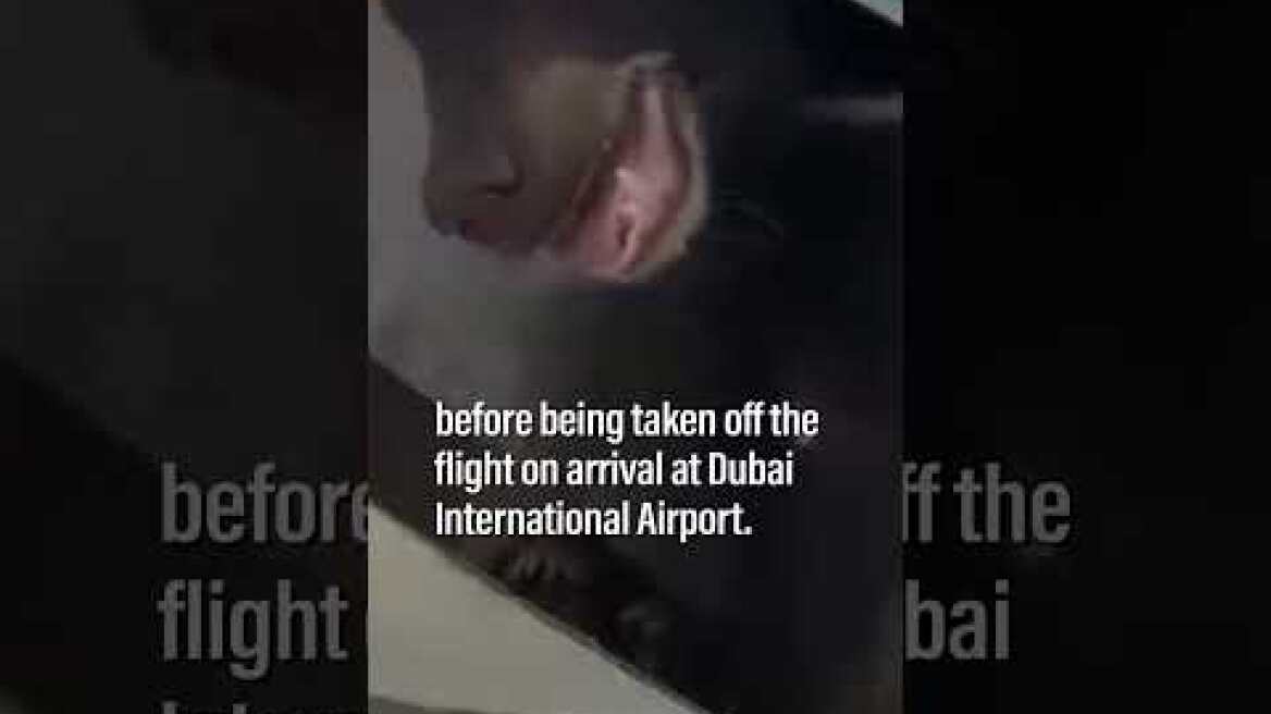Bear escapes from crate in cargo hold of passenger flight to Dubai