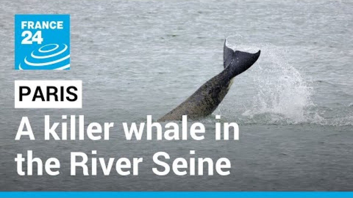Killer whale that swam up France's River Seine in 'life-threatening condition' • FRANCE 24 English